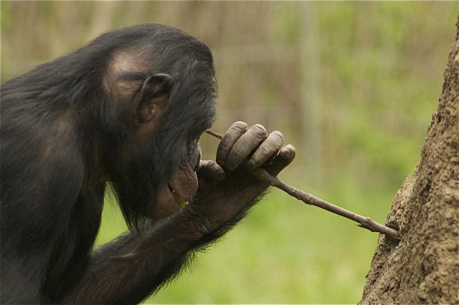 Chimp using tool